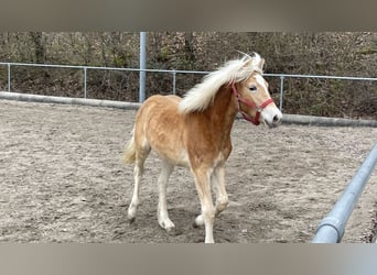 Haflinger / Avelignese, Giumenta, 1 Anno, 143 cm, Sauro ciliegia