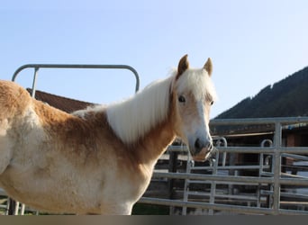 Haflinger / Avelignese, Giumenta, 1 Anno, 150 cm