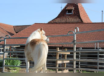 Haflinger / Avelignese, Giumenta, 1 Anno, 150 cm