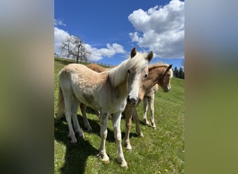 Haflinger / Avelignese, Giumenta, 1 Anno, 150 cm