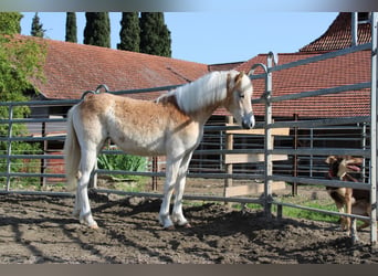 Haflinger / Avelignese, Giumenta, 1 Anno, 150 cm