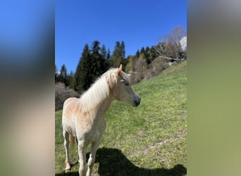 Haflinger / Avelignese, Giumenta, 1 Anno, 150 cm