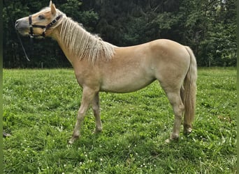 Haflinger / Avelignese, Giumenta, 1 Anno, 150 cm, Sauro