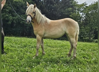 Haflinger / Avelignese, Giumenta, 1 Anno, 150 cm, Sauro