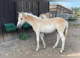 Haflinger / Avelignese, Giumenta, 1 Anno, 152 cm