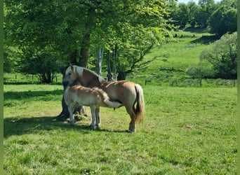 Haflinger / Avelignese, Giumenta, 1 Anno, 153 cm, Sauro