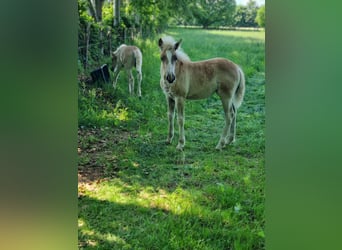 Haflinger / Avelignese, Giumenta, 1 Anno, 153 cm, Sauro