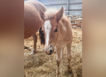 Haflinger / Avelignese, Giumenta, 1 Anno, 153 cm, Sauro