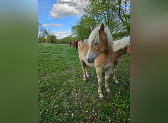 Haflinger / Avelignese, Giumenta, 1 Anno, 153 cm, Sauro