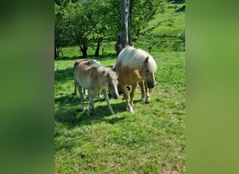 Haflinger / Avelignese, Giumenta, 1 Anno, 153 cm, Sauro