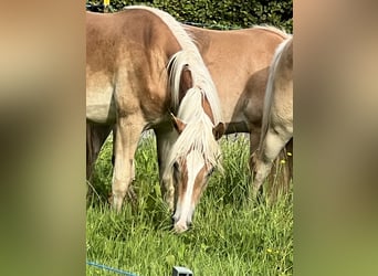 Haflinger / Avelignese, Giumenta, 1 Anno, 154 cm, Sauro