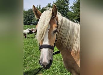 Haflinger / Avelignese, Giumenta, 1 Anno, 155 cm, Sauro