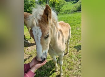 Haflinger / Avelignese, Giumenta, 1 Anno, 155 cm, Sauro