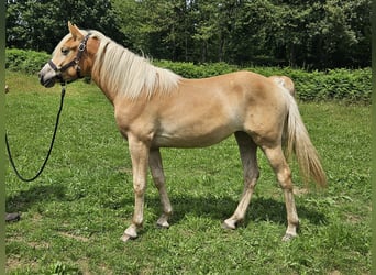 Haflinger / Avelignese, Giumenta, 1 Anno, 155 cm, Sauro