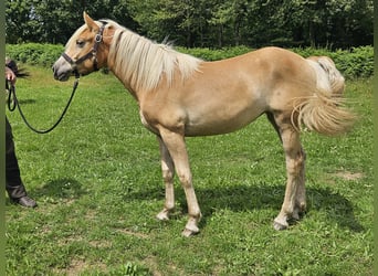 Haflinger / Avelignese, Giumenta, 1 Anno, 155 cm, Sauro