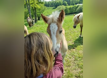 Haflinger / Avelignese, Giumenta, 1 Anno, 155 cm, Sauro