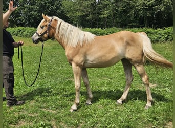 Haflinger / Avelignese, Giumenta, 1 Anno, 155 cm, Sauro