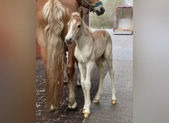 Haflinger / Avelignese, Giumenta, 1 Anno, 156 cm