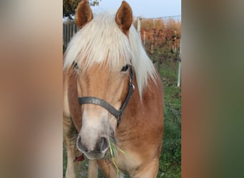 Haflinger / Avelignese, Giumenta, 1 Anno