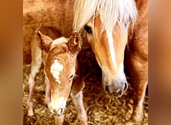 Haflinger / Avelignese, Giumenta, 1 Anno, Sauro