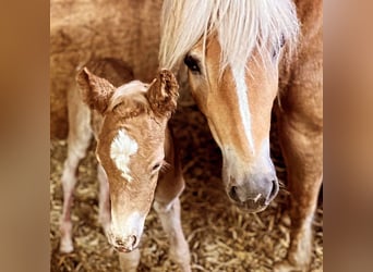 Haflinger / Avelignese, Giumenta, 1 Anno, Sauro