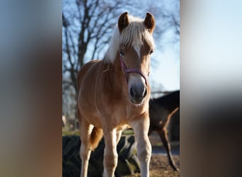 Haflinger / Avelignese, Giumenta, 1 Anno, Sauro