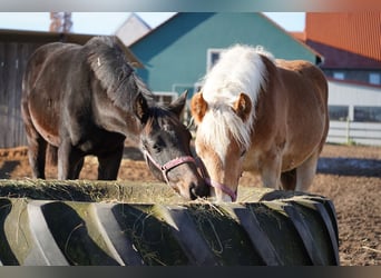 Haflinger / Avelignese, Giumenta, 1 Anno, Sauro