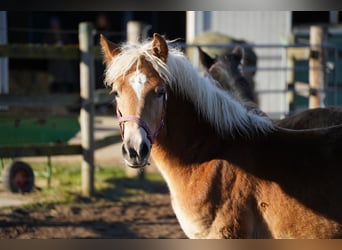 Haflinger / Avelignese, Giumenta, 1 Anno, Sauro