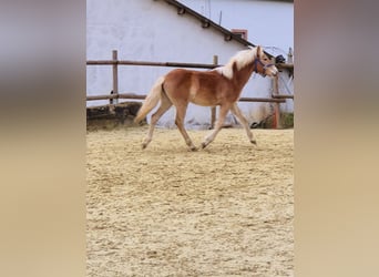 Haflinger / Avelignese, Giumenta, 1 Anno, Sauro