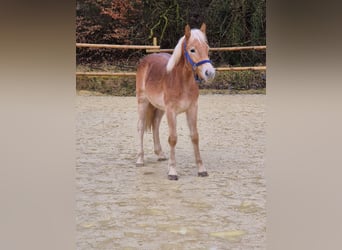 Haflinger / Avelignese, Giumenta, 1 Anno, Sauro