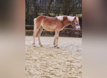 Haflinger / Avelignese, Giumenta, 1 Anno, Sauro