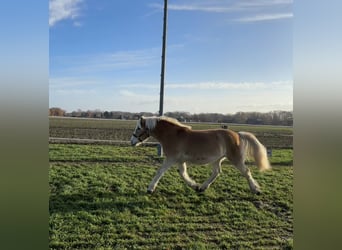 Haflinger / Avelignese, Giumenta, 1 Anno, Sauro