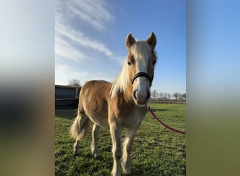 Haflinger / Avelignese, Giumenta, 1 Anno, Sauro