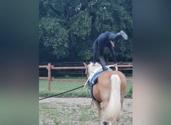 Haflinger / Avelignese, Giumenta, 20 Anni, 152 cm, Sauro