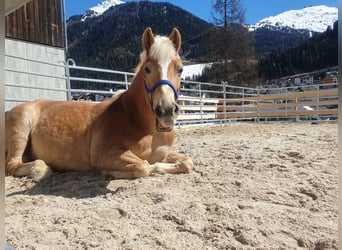 Haflinger / Avelignese, Giumenta, 21 Anni, 144 cm, Sauro