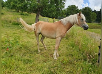 Haflinger / Avelignese, Giumenta, 2 Anni, 144 cm, Sauro