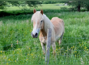 Haflinger / Avelignese, Giumenta, 2 Anni, 144 cm, Sauro