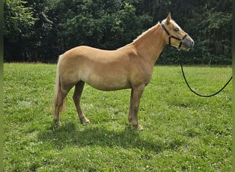 Haflinger / Avelignese, Giumenta, 2 Anni, 148 cm, Sauro