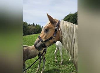 Haflinger / Avelignese, Giumenta, 2 Anni, 148 cm, Sauro