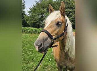 Haflinger / Avelignese, Giumenta, 2 Anni, 148 cm, Sauro