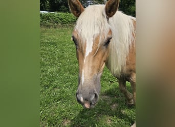 Haflinger / Avelignese, Giumenta, 2 Anni, 148 cm, Sauro