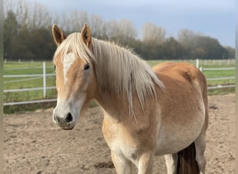 Haflinger / Avelignese, Giumenta, 2 Anni, 152 cm, Sauro