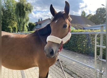 Haflinger / Avelignese Mix, Giumenta, 2 Anni, 155 cm