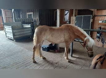 Haflinger / Avelignese, Giumenta, 3 Anni, 138 cm, Sauro