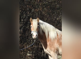 Haflinger / Avelignese, Giumenta, 3 Anni, 142 cm, Sauro