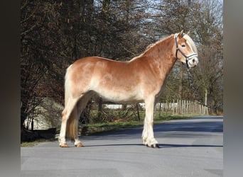 Haflinger / Avelignese, Giumenta, 3 Anni, 142 cm, Sauro