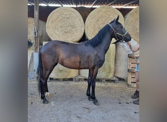 Haflinger / Avelignese Mix, Giumenta, 3 Anni, 144 cm, Morello