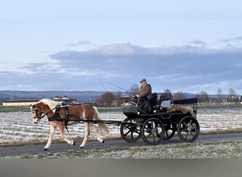 Haflinger / Avelignese, Giumenta, 3 Anni, 145 cm, Sauro