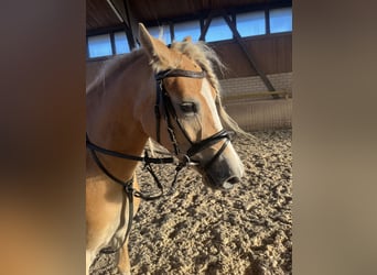 Haflinger / Avelignese, Giumenta, 3 Anni, 148 cm