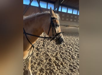 Haflinger / Avelignese, Giumenta, 3 Anni, 148 cm
